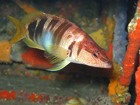 serranid: any fish of the family Serranidae