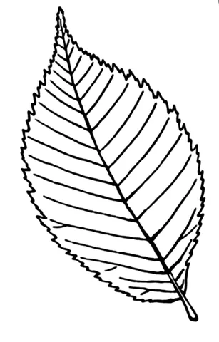 serrulate: minutely serrate