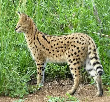 serval: a medium-sized African wild cat, Leptailurus serval, formerly Felis serval