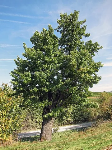 service tree: either of two rare Old World deciduous trees, Sorbus domestica or Sorbus torminalis