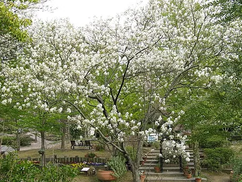 serviceberry: several species of trees in the genus Sorbus, especially Sorbus domestica and Sorbus torminalis