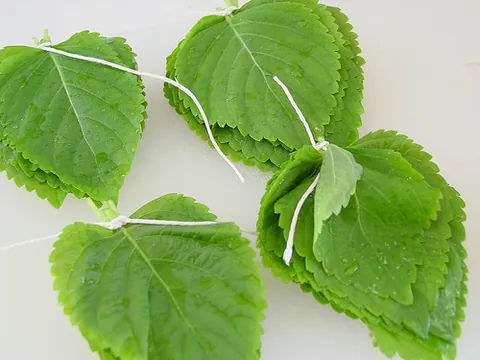 sesame leaf: a leaf of the sesame plant