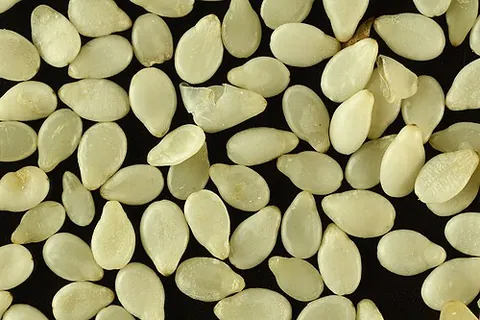 sesame seed: an edible seed of the sesame plant, Sesamum indicum
