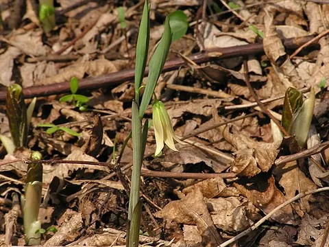 sessile bellwort: a plant of the species Uvularia sessilifolia, native to eastern North America