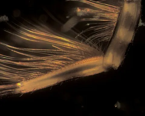 seta: a bristle or hair