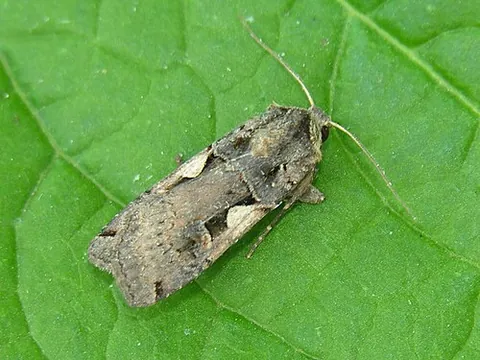 setaceous hebrew character: xestia c-nigrum, a noctuid moth having distinctive black wing markings that resemble the Hebrew...