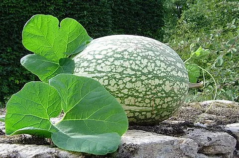 seven-year melon: a Malabar gourd (Cucurbita ficifolia)