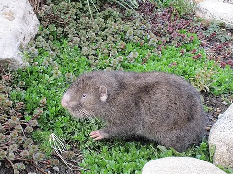 sewellel: a beaver-like rodent found on the west coast of North America (Aplodontia rufa)