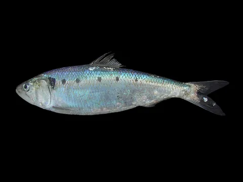 shad: any one of several species of food fishes that make up the genus Alosa in the family Clupeidae, to...