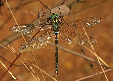 shadow darner: aeshna umbrosa, a species of dragonfly