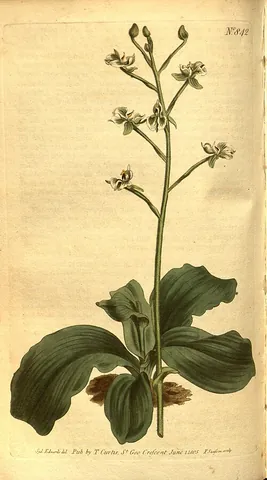 shadow witch: any orchid in the genus Ponthieva