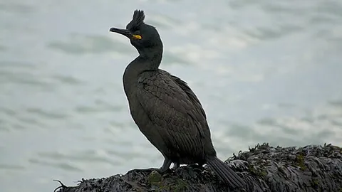 shag: matted material; rough massed hair, fibres etc