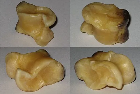 shagai: an ankle bone of a sheep or goat used in traditional Mongolian games and divination practices as a...