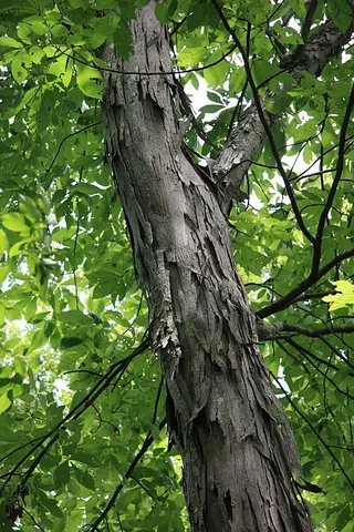 shagbark: a North-American hickory (Carya ovata) that has shaggy bark in mature trees; shagbark hickory