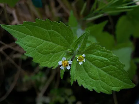 shaggy soldier: a flowering plant of species Galinsoga quadriradiata, native to Mexico, but widely naturalized