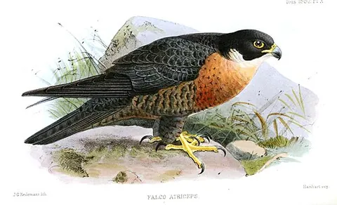 shaheen falcon: a medium-sized, very swift falcon, of a sub-species of Falco peregrinus (Falco peregrinus...