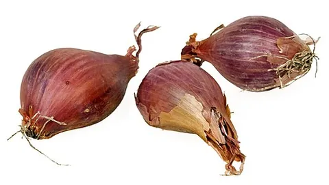 shallot: allium ascalonicum