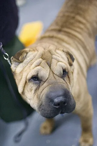 shar-pei: a dog of a distinctive breed with deep wrinkles, especially when young, a blue-black tongue, and a...