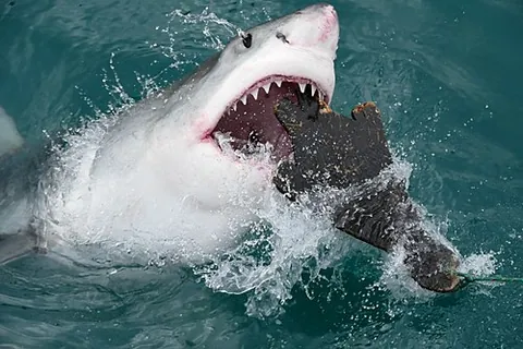 shark bait: one who is in a precarious or vulnerable position