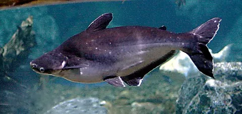 shark catfish: any sharklike catfish of the family Pangasiidae, found across southern Asia