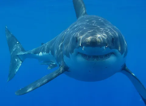 shark: any predatory fish of the superorder Selachimorpha, with a cartilaginous skeleton and 5 to 7 gill...