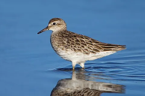 sharp-tailed sandpiper: a type of sandpiper, (Calidris acuminata)