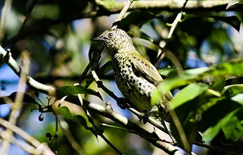 sharpbill: a small bird of Central and South America, Oxyruncus cristatus