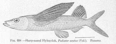 sharpchin flyingfish: a species of flying fish (Fodiator acutus), of the western coast of Africa