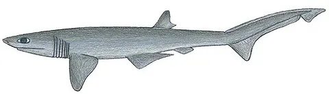 sharpnose sevengill shark: a small (60–120 cm) cow shark with a slender, fusiform body with a narrow, pointed head...