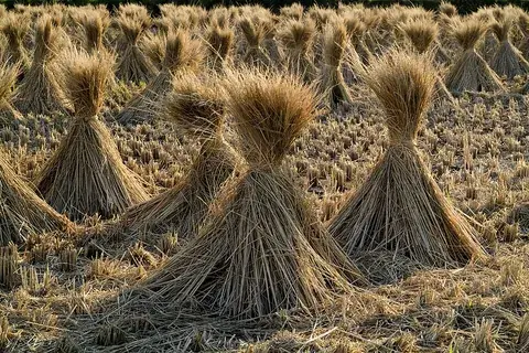 sheaf: a quantity of the stalks and ears of wheat, rye, or other grain, bound together; a bundle of grain...