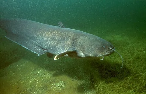 sheatfish: a wels catfish (Silurus glanis), the largest freshwater fish in Europe