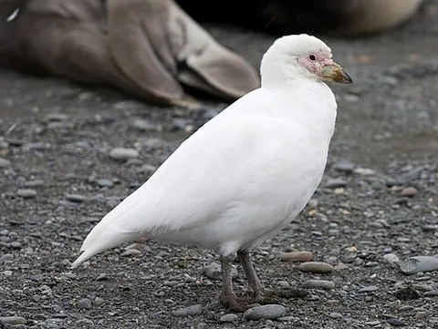 sheathbill: either of two species of scavenging birds in the genus Chionis which breed only on the Antarctic...