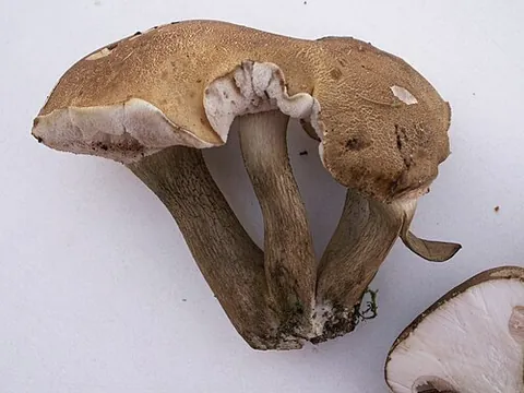 sheep polypore: an edible mushroom (Albatrellus ovinus)