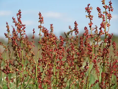 sheep sorrel: rumex acetosella, a species of sorrel