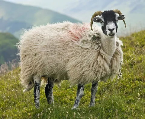 sheep: a woolly ruminant of the genus Ovis