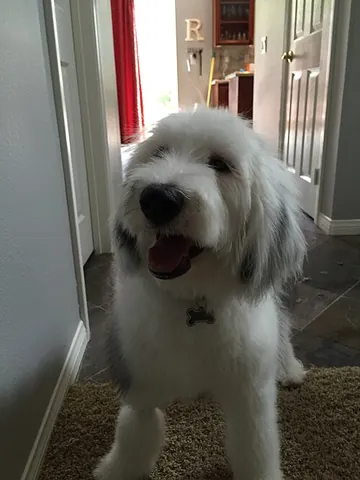 sheepadoodle: a dog that is a cross between an Old English Sheepdog and a poodle