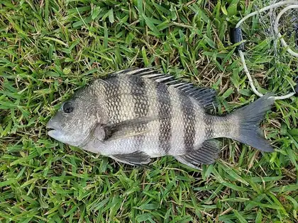 sheepshead: a fish of the species Archosargus probatocephalus