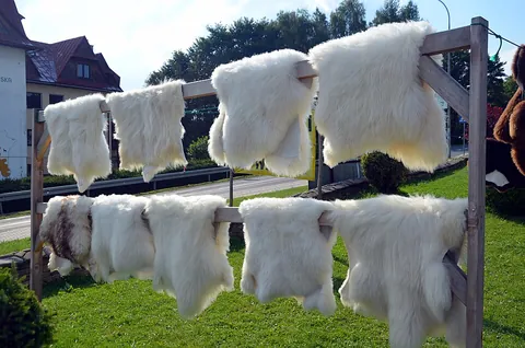 sheepskin: the skin of a sheep, especially an adult sheep, and especially when used to make parchment or in...