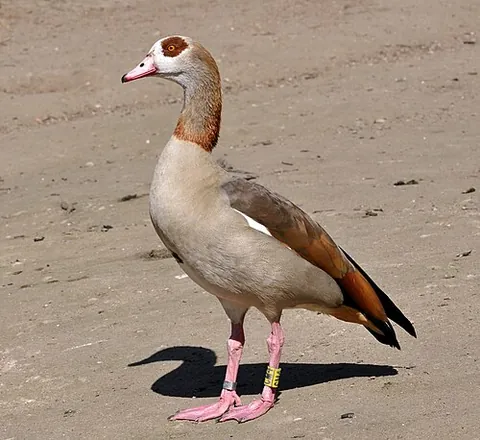 sheldgoose: any of several larger bird species in the subfamily Tadorninae of the duck family Anatidae