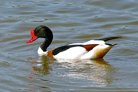 shelduck: any of various waterfowl of the genus Tadorna, native to Eurasia, Africa and Australasia