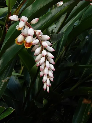 shell ginger: an East Asian plant related to ginger, Alpinia zerumbet, grown for its showy flowers, which are...