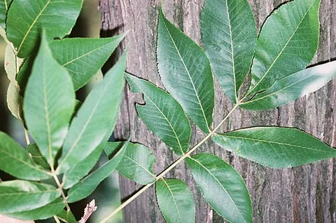 shellbark: a hickory of species (Carya laciniosa), wihh outer bark loose and peeling