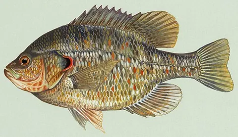 shellcracker: a fish of species Lepomis microlophus