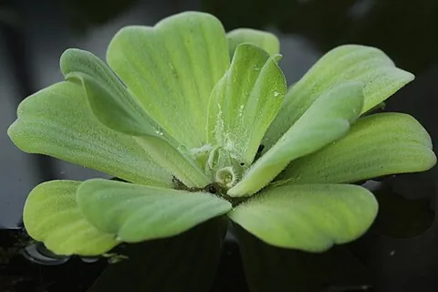 shellflower: a floating aquatic plant, of species Pistia stratiotes, with green rosettes of leaves and...