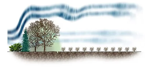 shelterbelt: a row of trees that acts as a windbreak