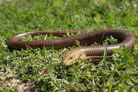 sheltopusik: pseudopus apodus, a large glass lizard found from southern Europe to Central Asia