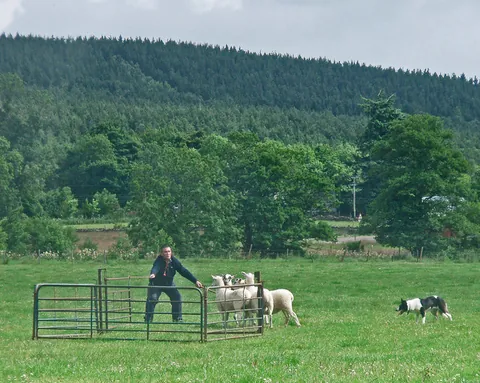 shepherd dog: a sheepdog; (loosely) any herding dog