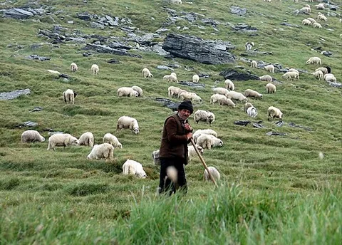 shepherd: a person who tends sheep, especially a grazing flock