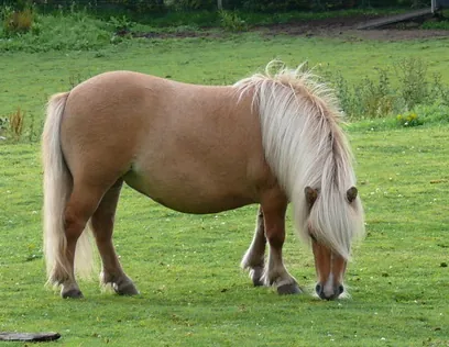 shetland pony: a small horse of a breed originally from the Shetland Islands