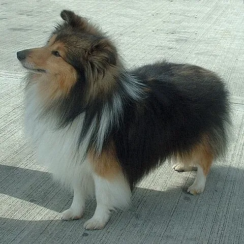 shetland sheepdog: a breed of small sheepdogs, originally from the Shetland Islands